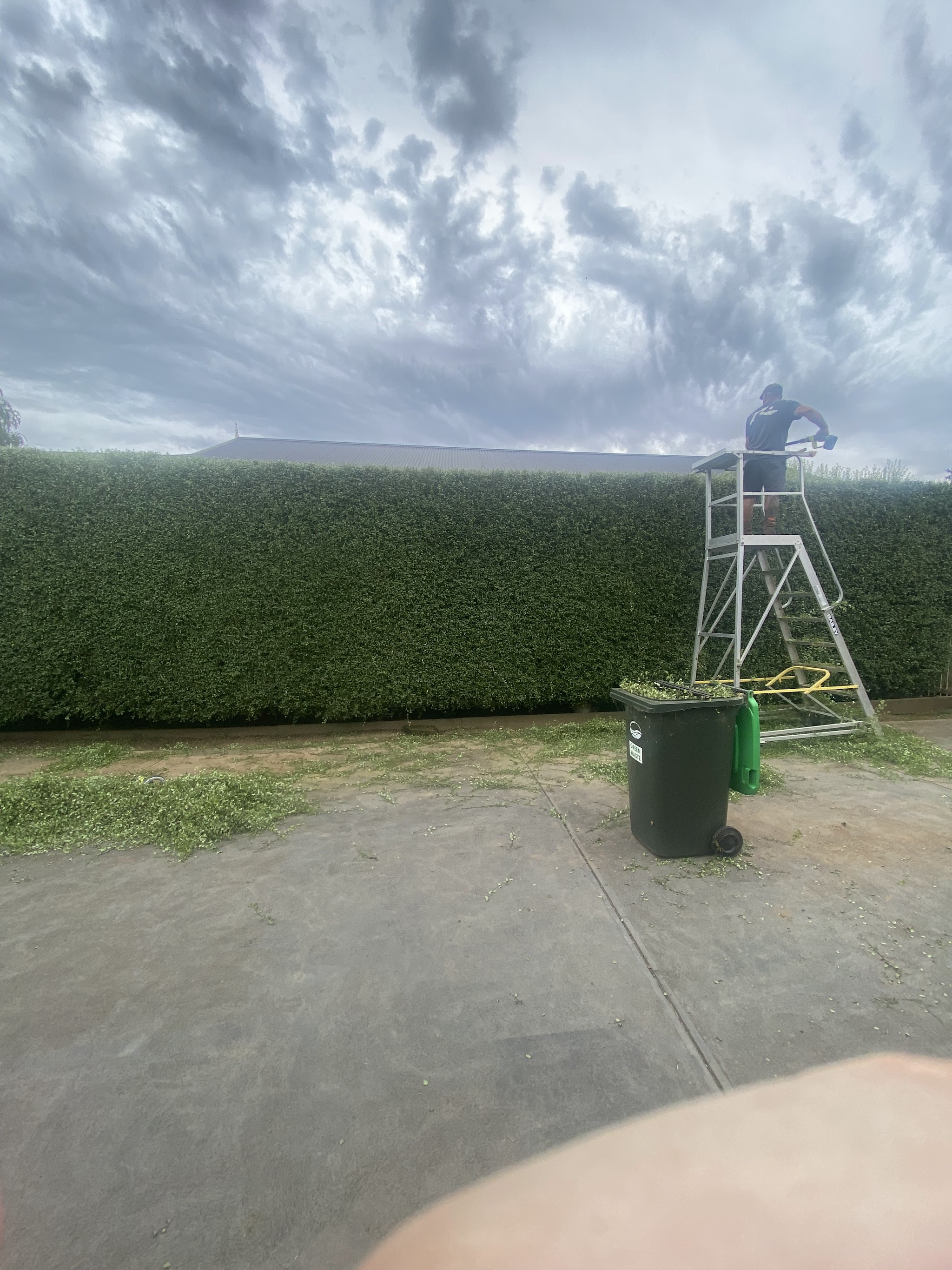 Brian trimming a tall hedge from a platform ladder in Warragul